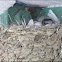 Barn Swallows