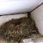 Nest
