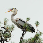 great blue heron