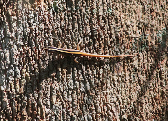 Spotting Image 1