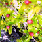 Dwarf Pomegranate