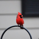Northern Cardinal