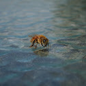 Honey Bee