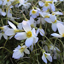 wild flower