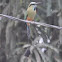Turquoise-browed Motmot