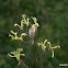 Western Spinebill