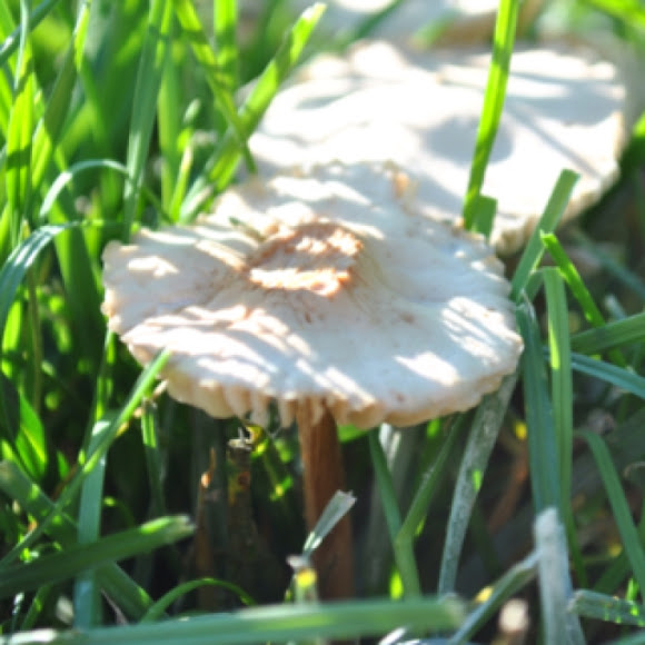 Spotting Image 1