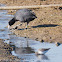 Coot; Focha Común