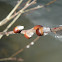 Pussy Willow