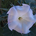 Jimson Weed