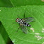 Tachinid fly