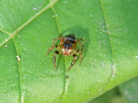Spotting Image 1