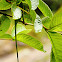 Belted chameleon