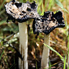 Shaggy Mane