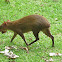 Agouti