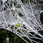 Nursery Web Spider web
