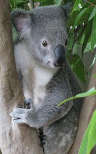 How to mod Aussie Animal Puzzles 2.1 mod apk for android