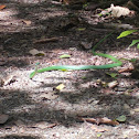 Green Vine Snake
