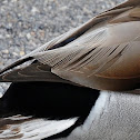 Mallard