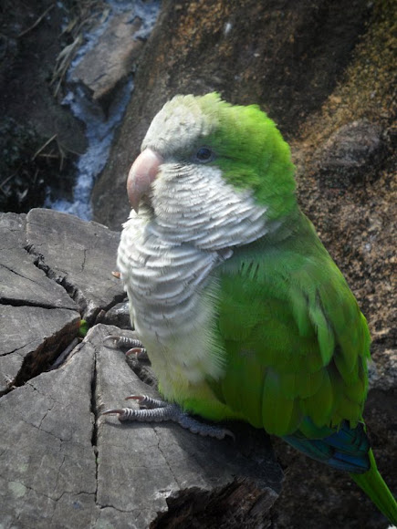 Spotting Image 1