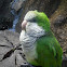 Monk Parakeet