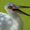Maguari stork