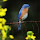 Robin & Bluebirds of the Atlanta Region