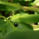 Unknown beetle
