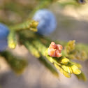 Juniper