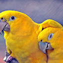 Ararajuba