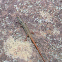 Copper Tailed Skink