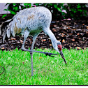 sandhill crane