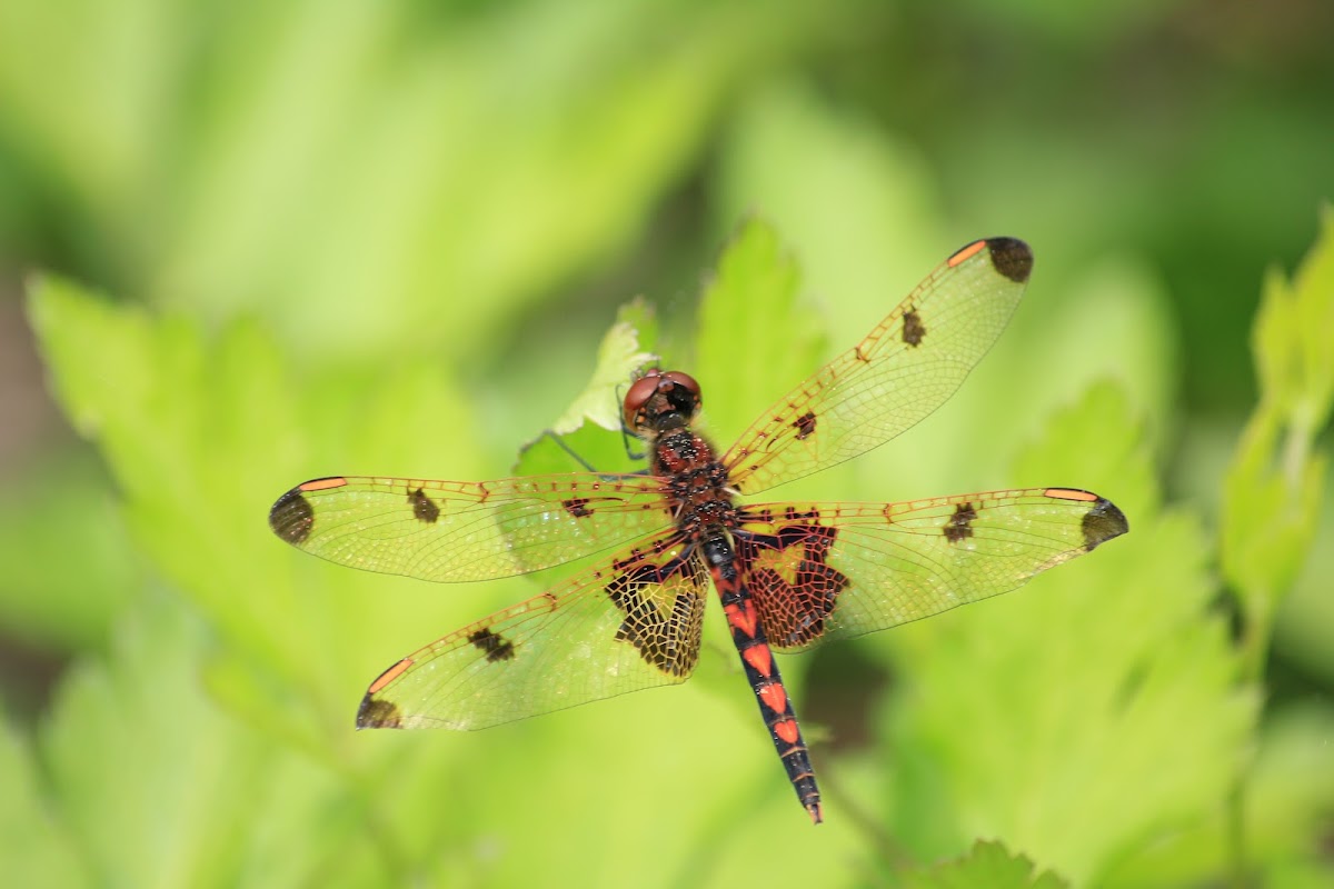 Calico Pennant