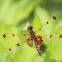 Calico Pennant