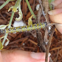 Genista Moth Caterpillar