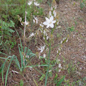 Common asphodel