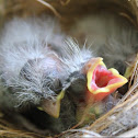 Purple Finch
