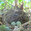 Northern cardinal