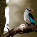 Woodland Kingfisher