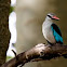 Woodland Kingfisher
