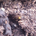 Araneus diadematus