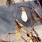 Maple Seed Pod