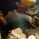 Blue-spotted Stingray