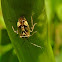 Tarnished plant bug