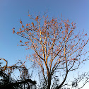 Chinaberry