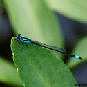 Common Bluetail