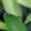 Common Bluetail