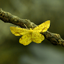 False Crocus Geometer Moth