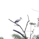 Asian Openbill