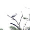 Asian Openbill